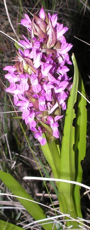 orchidea agarkosbor 2014 05 23