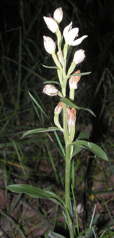 orchidea fehermadarsisak 2014 05 23